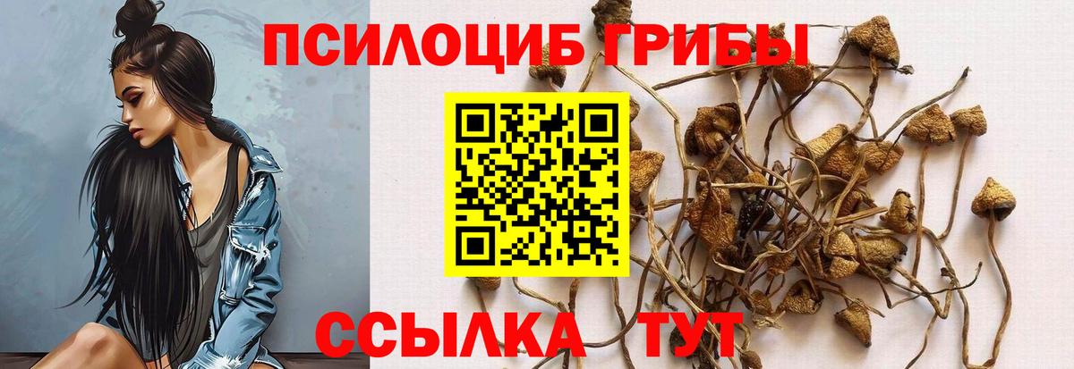 Псилоцибиновые грибы Cubensis Бугуруслан